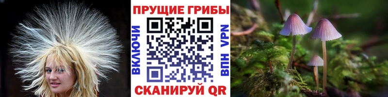 Псилоцибиновые грибы GOLDEN TEACHER наркотики mega ССЫЛКА Цоци-Юрт
